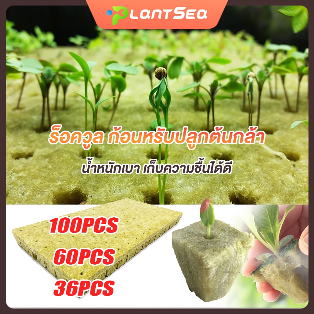 rockwool cubes ร็อควูล ก้อนเพาะปลูกต้นกล้า เพาะเมล็ด เพาะชำ ไฮโดรโปนิค100/60/36pcs วัสดุใยหินปลูกต้นไม้ ระบบไร้ดิน