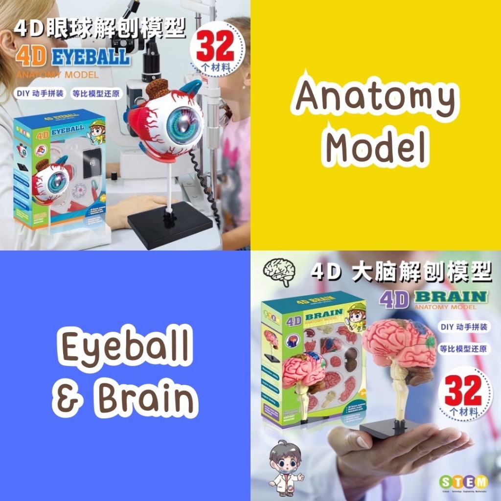 [พร้อมส่งจากไทย] Anatomy Model Eyeball & Brain สื่อการสอนเรียนรู้อวัยวะร่างกาย แบ่งแยกชิ้นส่ต่อเป็นจ