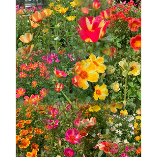 คุณนายตื่นสายคละประมาณ20สี-30สี รับประกันกิ่งอวบกิ่งสวย1 กิโลกรัม100฿