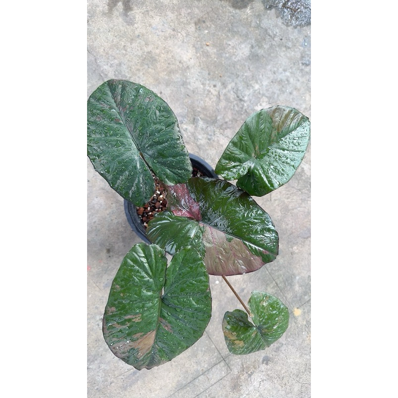 เซเรนดิพิตี้ Alocasia serendipity variegated หรือบอนดำด่างชมพู