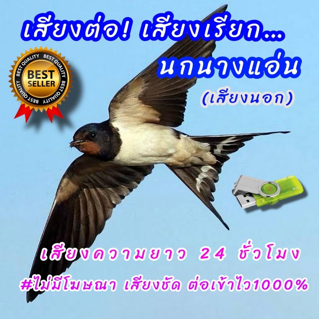เสียงนกนางแอ่น เสียงนอก เสียงเรียกนกนางแอ่นใช้ดึงนกได้ผลดีมาก เสียงชัดเสียงใสไร้โฆษณา 015