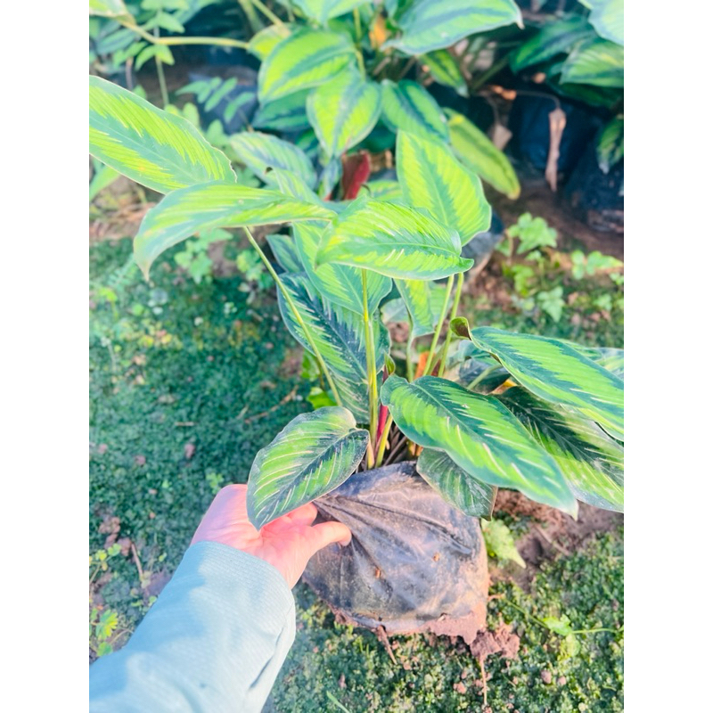 🌿คล้าบิวตี้สตาร์ Calathea Beauty Star🌿ส่งแบบถุง