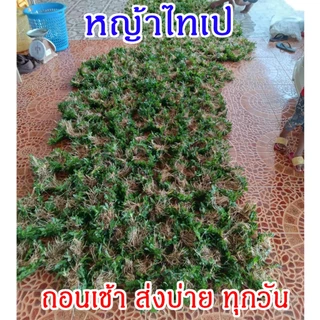 หญ้าไทเป 30 ตารางเมตร (15 กิโลกรัม) หญ้าไทเปแท้ไม่ยาว ไม่ต้องตัด ถอนเช้า ส่งบ่ายทุกวัน