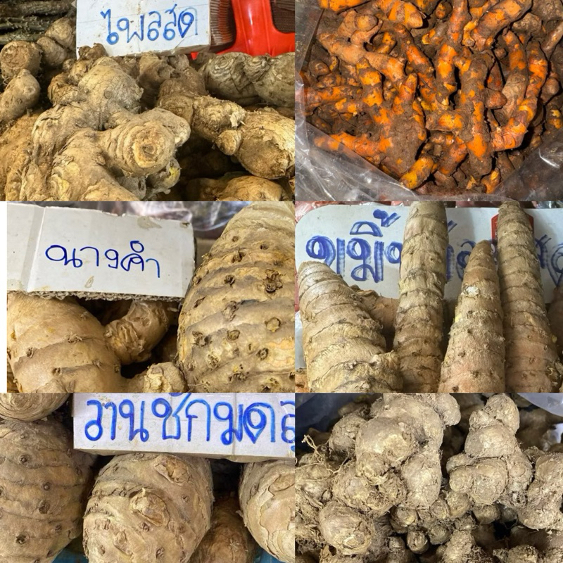 รวมหัวว่านสมุนไพร ว่านไพลสด ขมิ้นชันสด ขมิ้นอ้อยสด ว่านนางคำสด ว่านชักมดลูกสด กระชายดำ