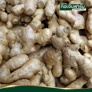 ขิงแห้ง ตรา กอเงินฟาร์ม Dried Ginger Gorngernfarm Brand ขิงแท้100% ชงชา ประกอบอาหาร