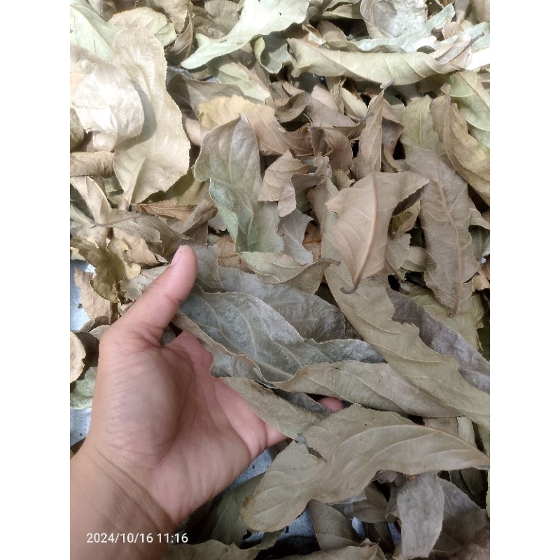 ใบกรวยป่า ออแกนิค หมักปลากัด (ใบแห้ง) เก็บจากป่าธรรมชาติ
