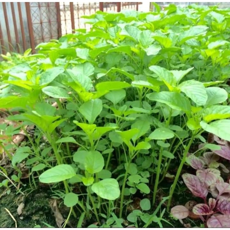 เมล็ดพันธุ์ผักโขมเขียวป๊อบ20 กรัม59บาท - รูปที่ 3