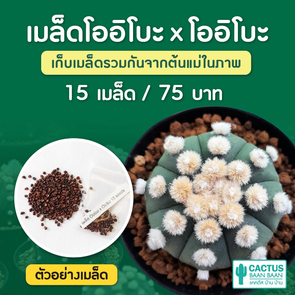 เมล็ดแคคตัส แอสโตรโออิโบะ ชุดล่ะ 15 เมล็ด (Ooibo x Ooibo เท่านั้น!)