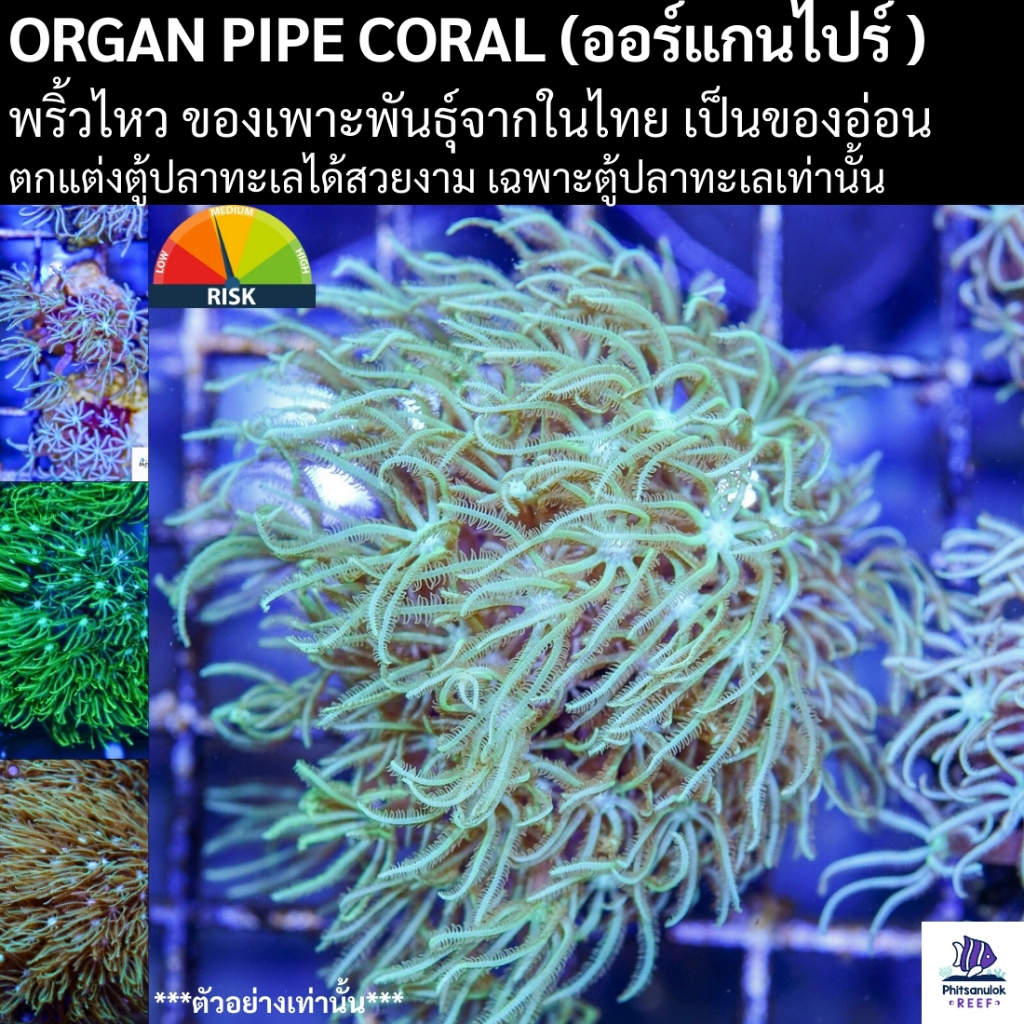 Organ Pipe Coral (ออร์แกนไปร์) ของอ่อนเลี้ยงได้ในระบบปิด ตู้ปลาทะเลสวยงาม ตกแต่งตู้ปลาทะเล