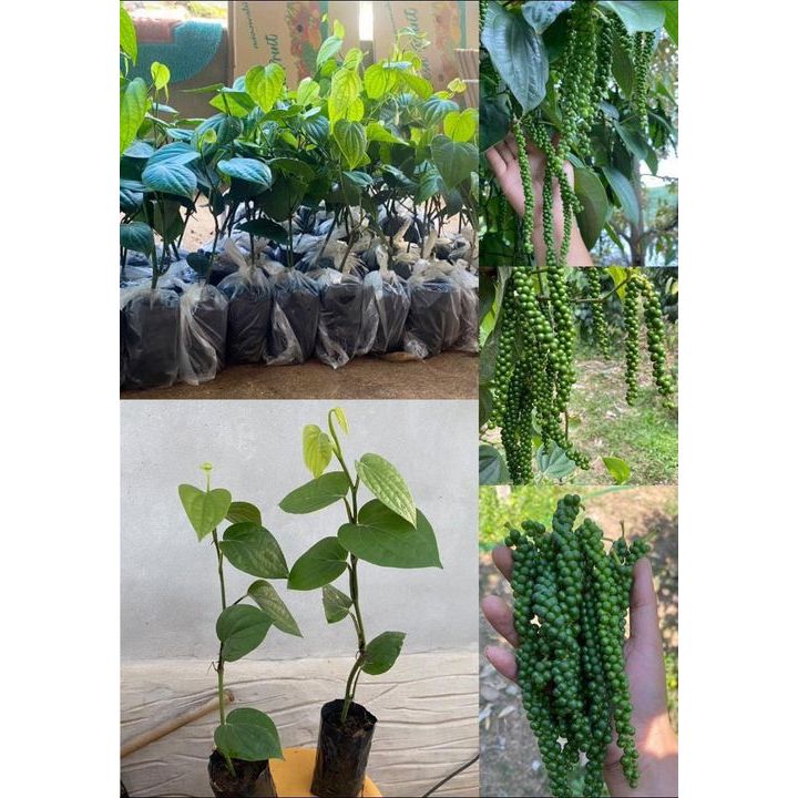 ต้นพันธุ์​พริกไทย​ซีลอน​ รากแน่นพร้อมลงดินปลูก