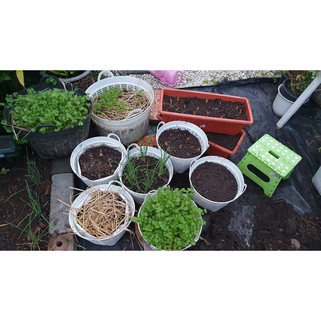 หมวดผักไทยอื่นๆ พร้อมวิธีปลูก วิธีปรุงดิน ให้คำแนะนำตลอดการปลูก ด้วยคลิปวีดีโอ - รูปที่ 3