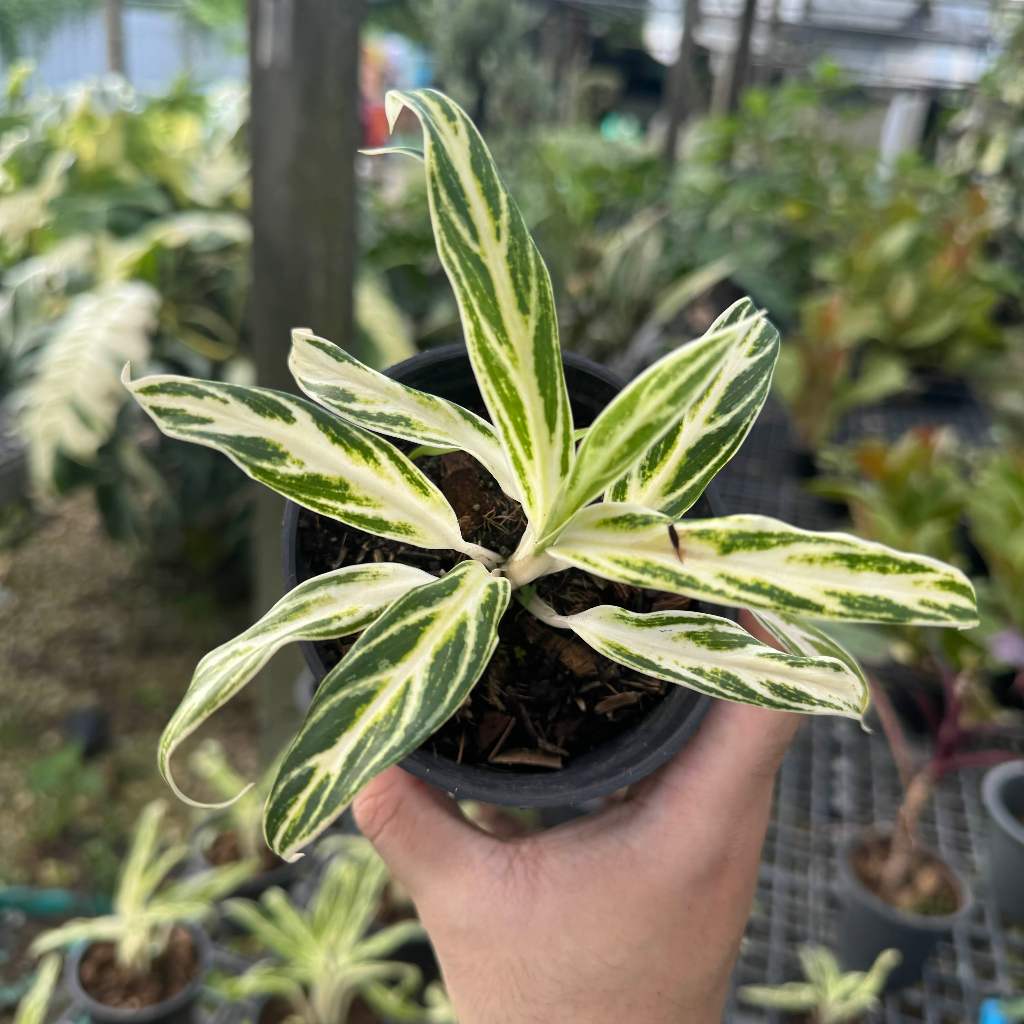 Aglaonema อโกลนีม่า เศรษฐีรวงข้าว ไม้ด่าง