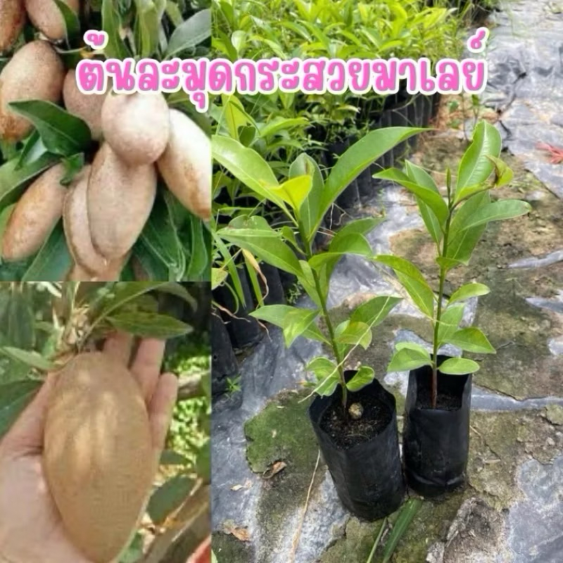 🌳ต้นละมุดกระสวยมาเลย์(ต้นละ17บาท💸)ผลมีกลิ่นหอมเป็นเอกลักษณ์ที่โดดเด่น รสชาติหวาน กรอบ ลูกดก เนื้อในสีน้ำตาล