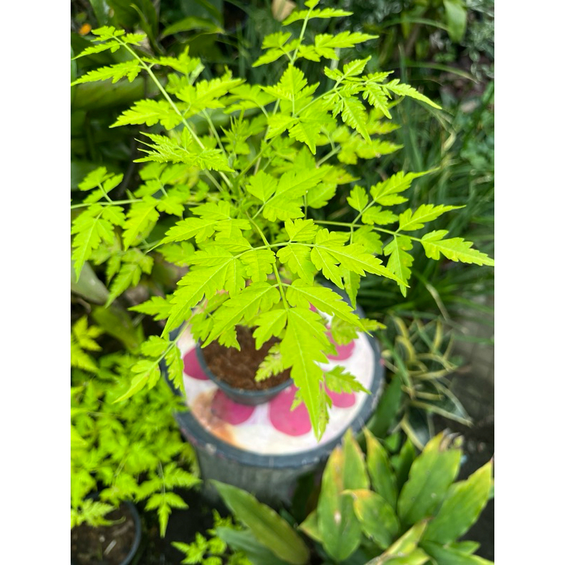 ต้นเกษมณีสีทอง ต้นเมเปิลสีทอง สูง 20 เซนติเมตรขึ้นไป