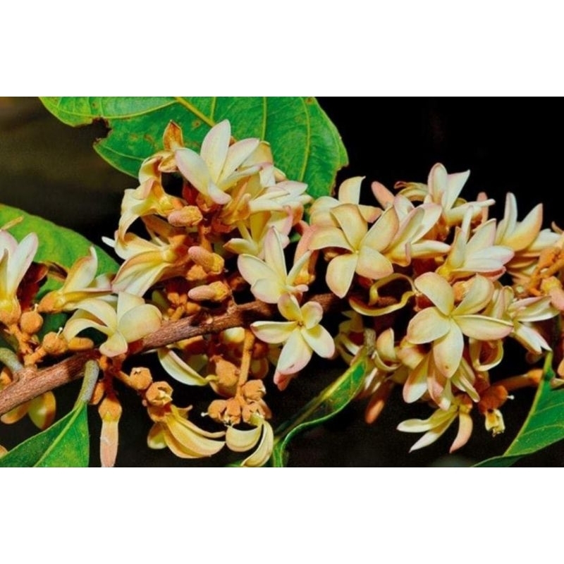 ต้นจันทน์กะพ้อ ต้นใหญ่ สูง 1.5 เมตรขึ้นไป พร้อมส่งค่ะ