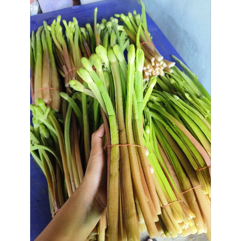 ผักก้านจอง ยอดอ่อน สด สะอาด ส่ง กรุงเทพ/โคราช (ผักสดมาก)