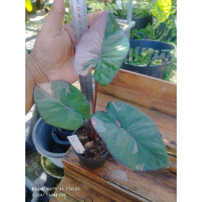 เซเรนดิพิตี้ Alocasia Serendipity Variegated อะโลคาเซีย เซเรนดิพิตี้ หรือบอนดำด่างชมพู จัดส่งพร้อมกร