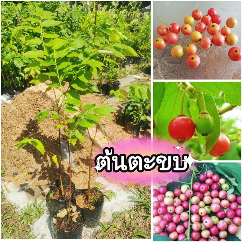 ต้นตะขบ ตะขบบ้าน ไม้ผลให้ร่มเงา ต้นพันธุ์เเข็งเเรงพร้อมปลูก สินค้าเสียหายยินดีเคลมฟรี