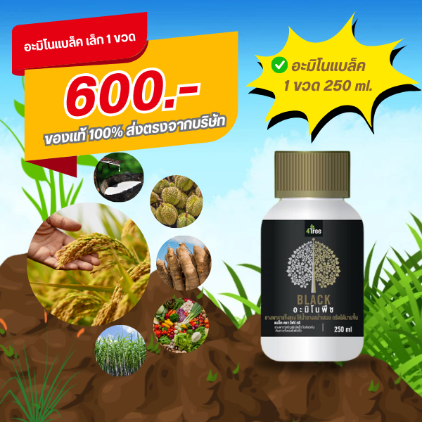 โฟร์ทรีอะมิโนพืช แบล็ค ตราโฟร์ทรี 4Tree Amino BLACK