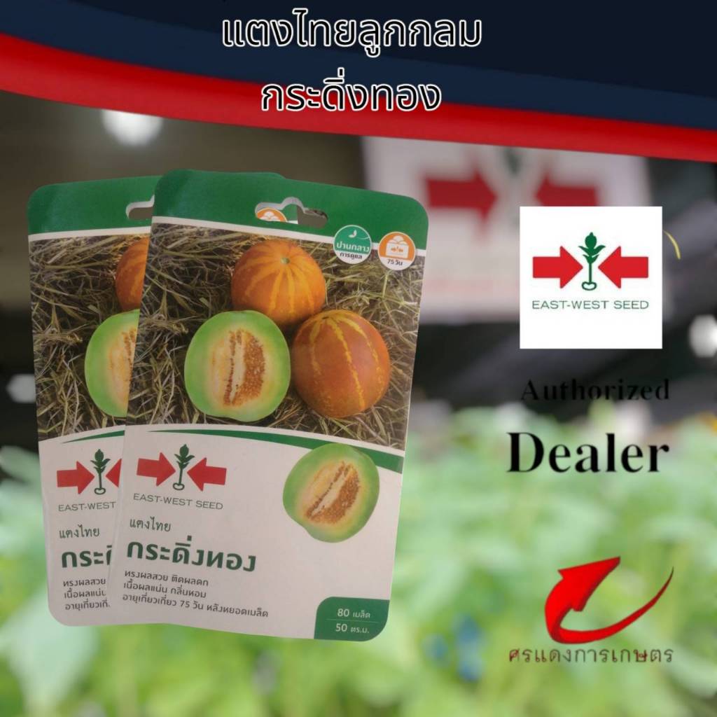 ผักซองศรแดงแตงไทยผลกลมกระดิ่งทอง n