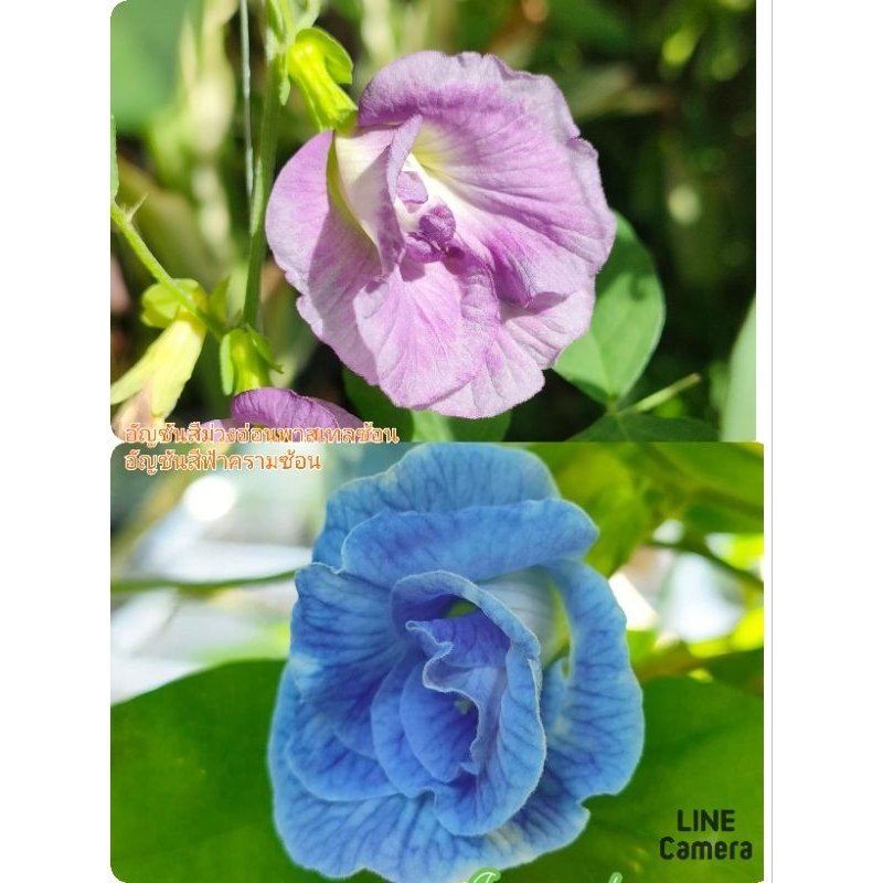 ต้นอัญชันสีฟ้าครามซ้อน+สีม่วงพาสเทลซ้อน