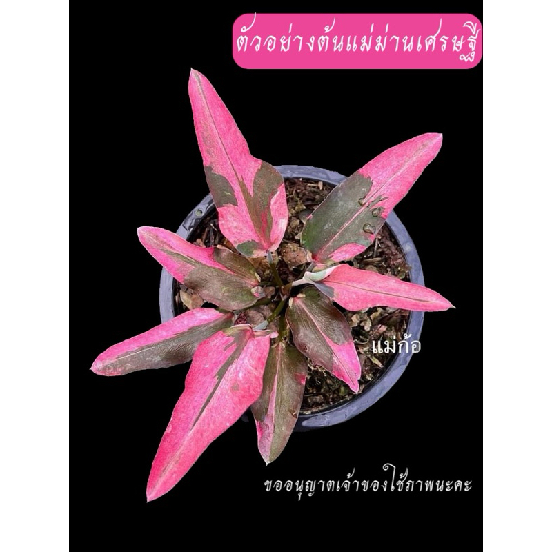 ม่านเศรษฐีบอนสี บอนใบหอกสีหวาน