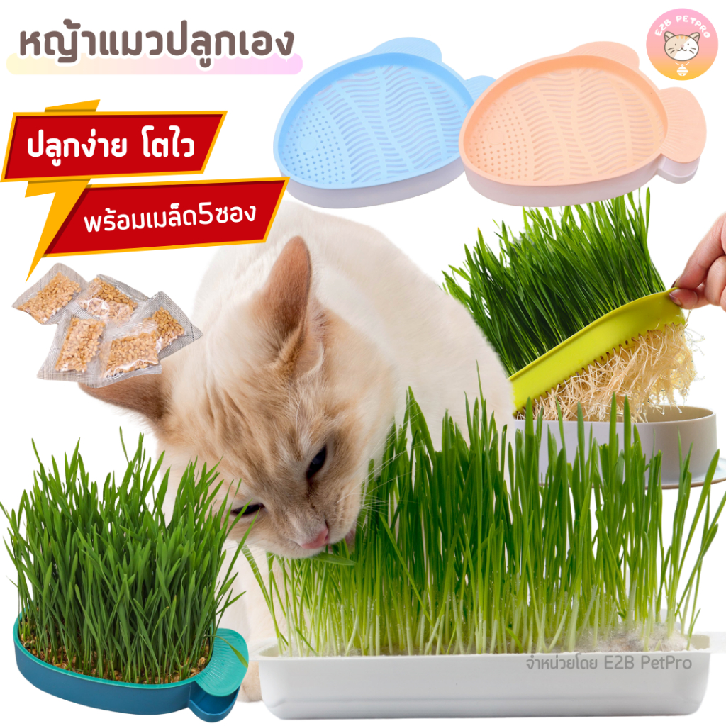 หญ้าแมวปลูกเอง หญ้าแมว ต้นอ่อนข้าวสาลีปลูกง่าย เซ็ตพร้อมเมล็ด5ห่อ F008