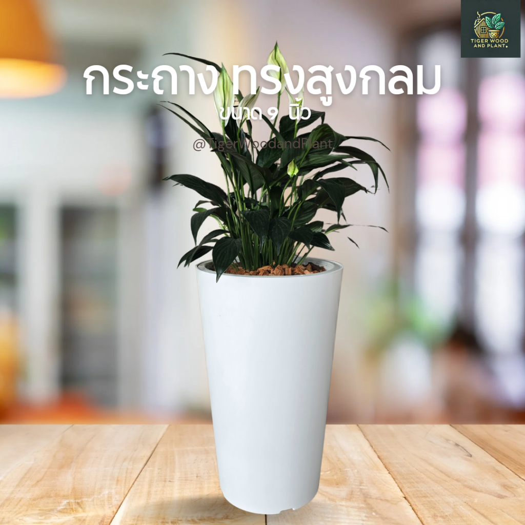 กระถางต้นไม้ พลาสติก ทรงสูง สีขาว ขนาด 9 นิ้ว กระถางโมเดิร์น สำหรับ ปลูกต้นไม้ประดับตกแต่งบ้าน