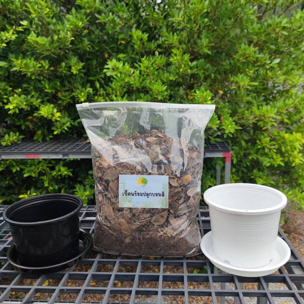 ชุดพร้อมปลูกบอนสี เซ็ตปลูกบอนสี Ready to plant caladium kit