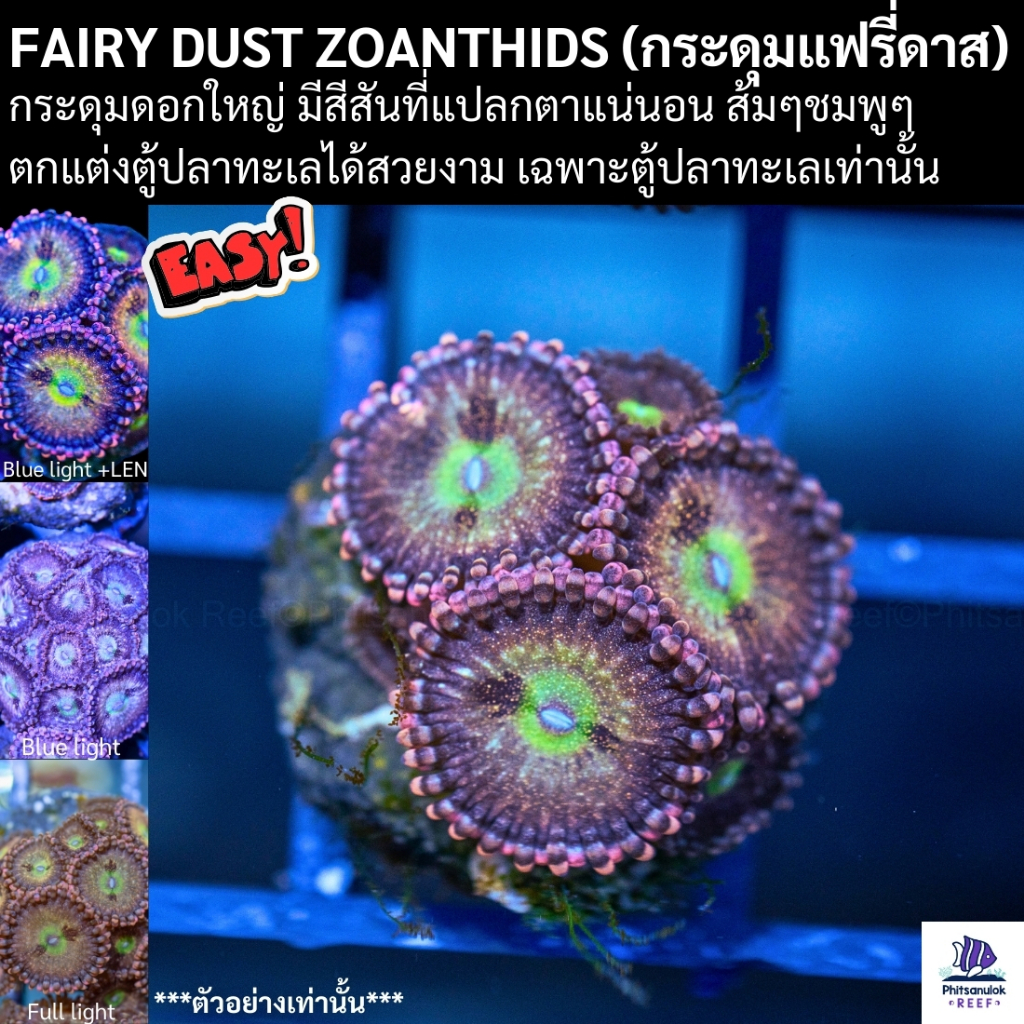 Fairy dust zoanthids (กระดุมแฟรี่ดาส) ของในไทยสีสันสวยงาม ตกแต่ง ตู้ปลาทะเล สวยงาม