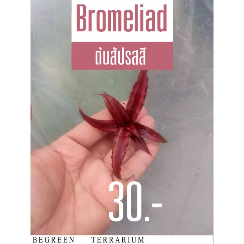 ต้นสัปรสสี Crytanthus