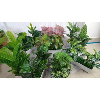 💐ต้นไม้มงคล Package คู่ X 2 ในกระถางรางสีขาว มี 9 แบบให้เลือ…