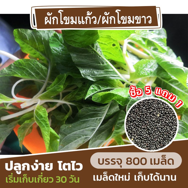 เมล็ดผักโขมแก้ว แบ่งขาย 800 เมล็ด ผักโขมขาว (ซื้อ 5 แถม 1) คละชนิดได้