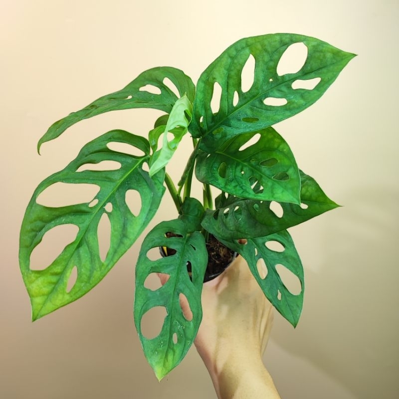 Monstera Adansonii พลูฉลุยักษ์ หลุดด่าง (Giant Form) พลูฉลุยักษ์
