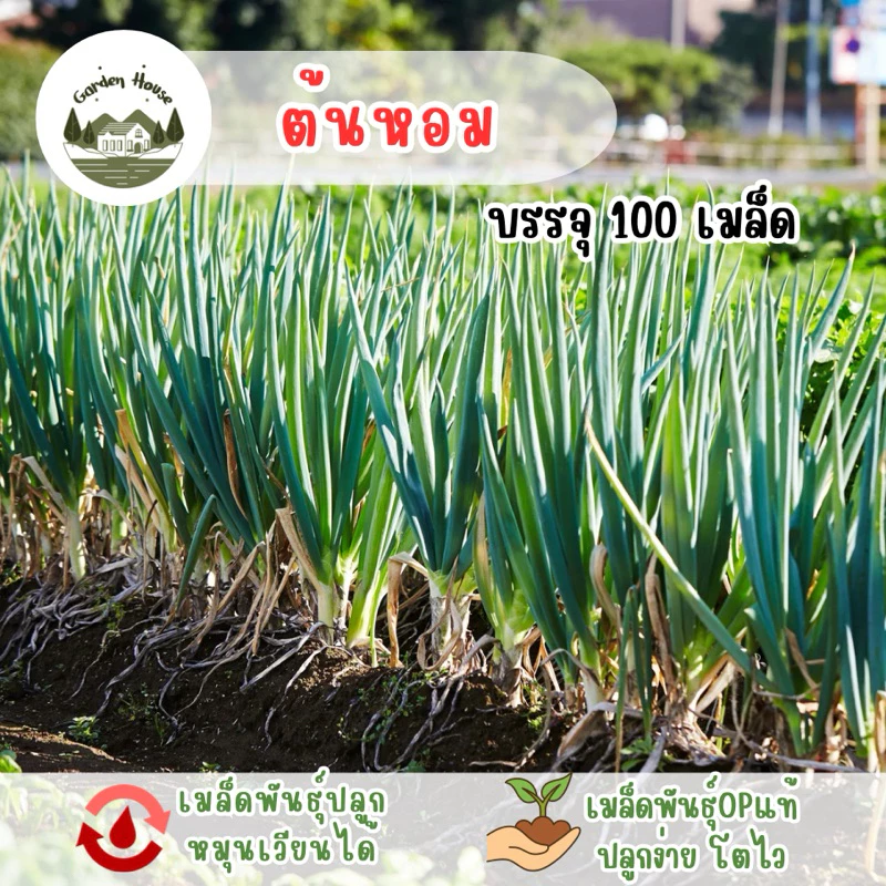 ต้นหอม บรรจุ 100 เมล็ด