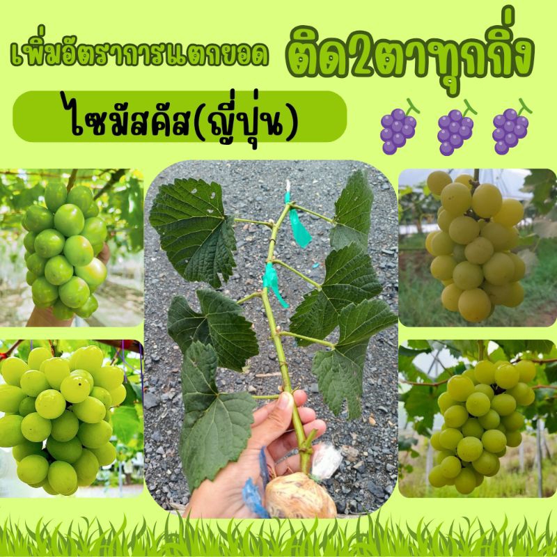 ต้นองุ่น กิ่งองุ่นติดตา2ตาในกิ่งเดียวพร้อมปลูก(พันธุ์ไซมัสคัส)สายพันธุ์ญี่ปุ่น