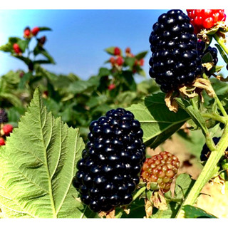 Blackberry Black Gem ต้นแบล็คเบอร์รี่ สายพันธุ์ แบล็คแจม แบล…