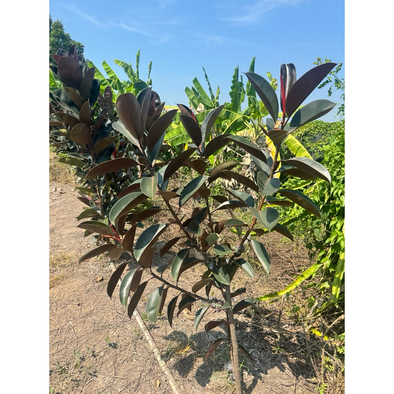 มุมมอง 3