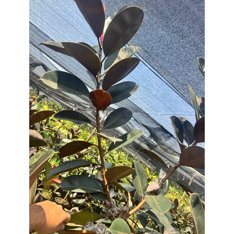 มุมมอง 6