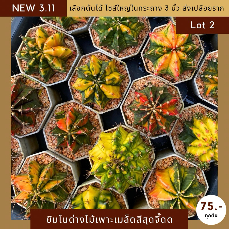 [UPDATE 3.11] Lot 2/3 กระบองเพชร ยิมโนด่างเพาะเมล็ดไซส์ใหญ่ในกระถาง 3 นิ้ว สีสันจี๊ดจ๊าดสะใจ จัดส่งแบบเปลือยรากเท่านั้น