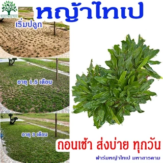หญ้าไทเป พื้นที่ปลูก 5 ตารางเมตร ได้หญ้าหนัก 2.5 kg ถอนเช้า ส่งบ่ายทุกวัน ปลูกแล้วไม่ได้ตัดหญ้า 100%