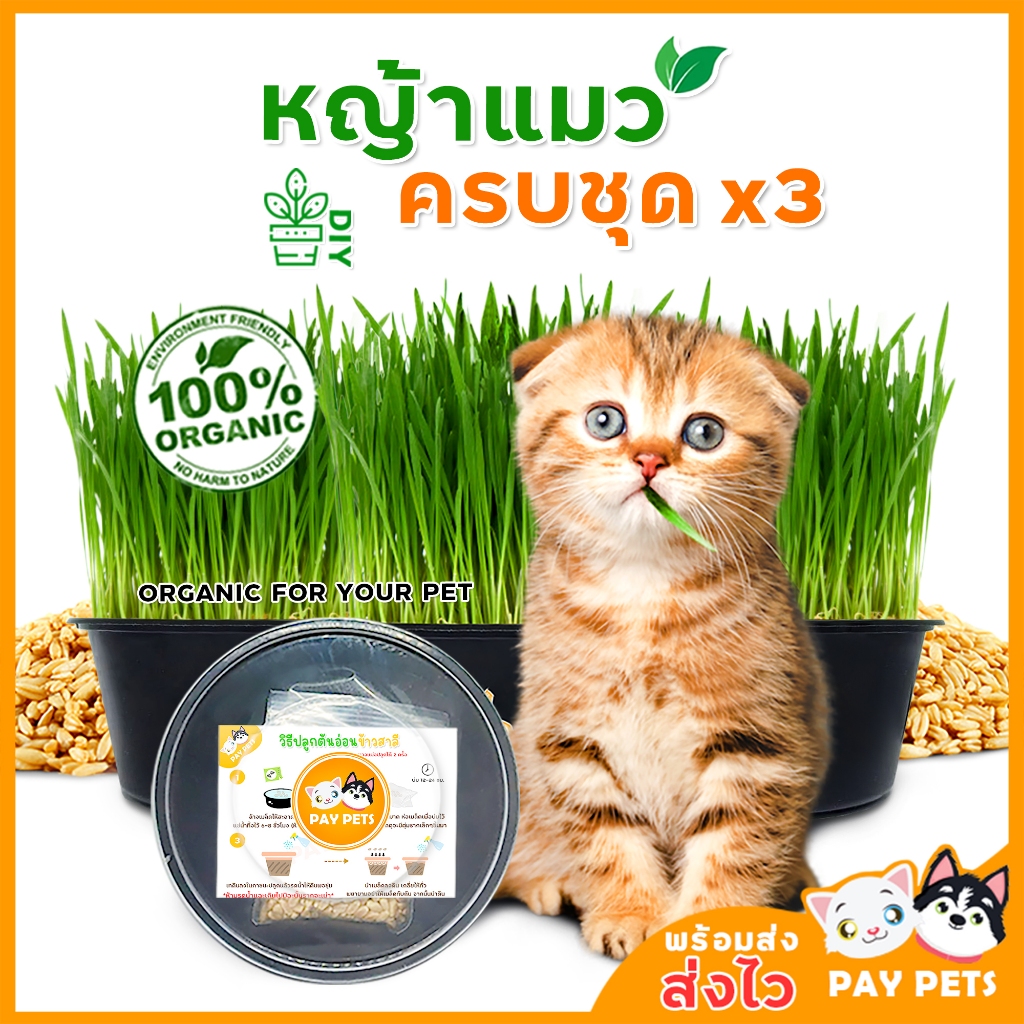 ชุดปลูกหญ้าแมว (กระถางกลมดำx3) ข้าวสาลีแมวคัดเกรด  Cat Grass ต้นหญ้าแมว หญ้าหมา หญ้ากระต่าย หญ้าหนู