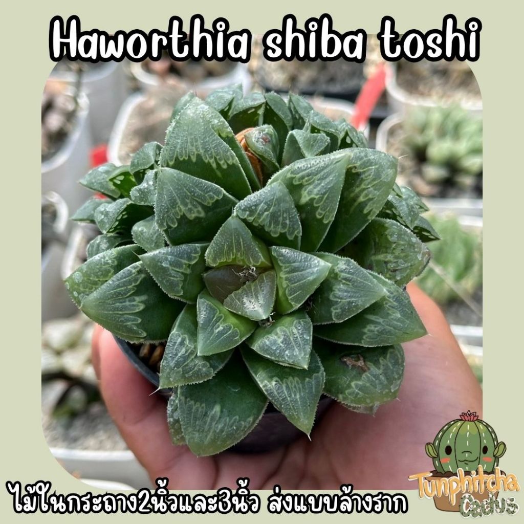 ฮาโวเทีย Haworthia shiba toshi ไม้อยู่ในกระถาง2" (ส่งแบบล้างราก)