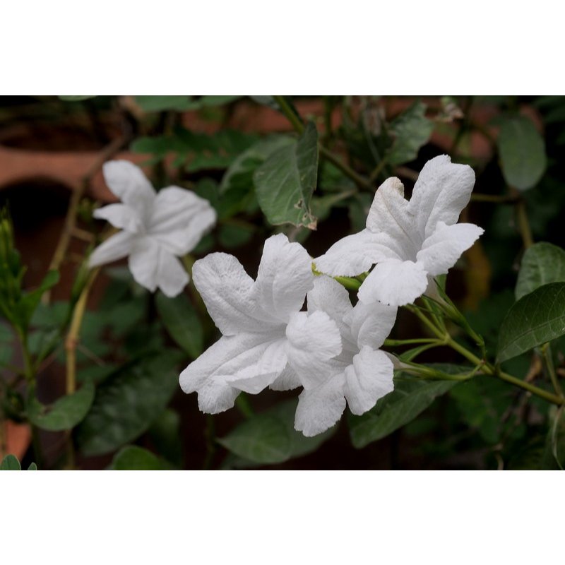 ต้นกล้า  ต้อยติ่งฝรั่งสีขาว ต้นกล้าละ 10บาท  white ruellia ฟ้าประทานพร ดอกสวย เป็นยา เลี้ยงง่าย
