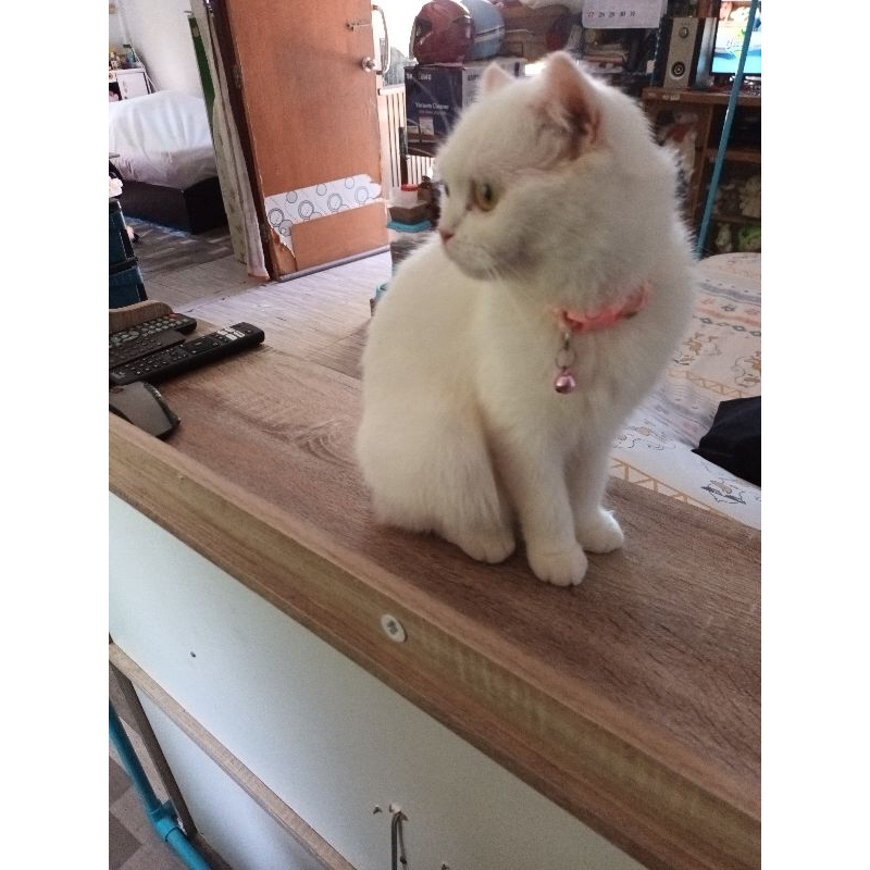 เสื้อผ้าสสยๆของคุณ chichaค่ะ