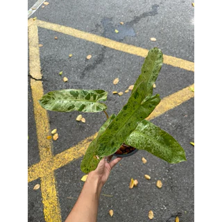 ต้นพาไรโซ่ ฟิโลเดนดรอนพาไรโซ่ (Philodendron Paraiso Verde)