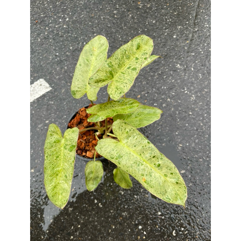 ต้นพาไรโซ่ ฟิโลเดนดรอนพาไรโซ่ (Philodendron Paraiso Verde)