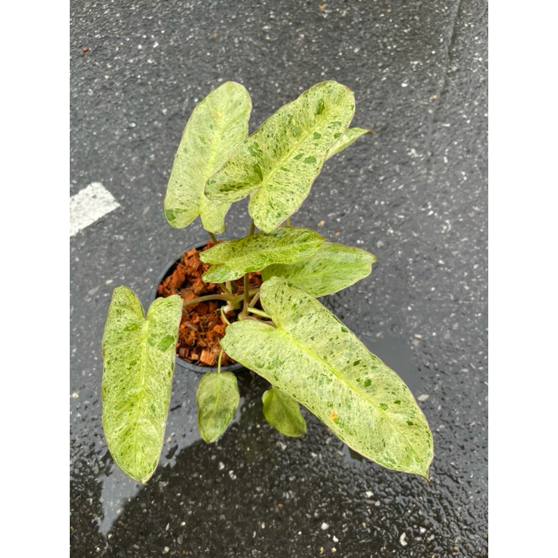 ต้นพาไรโซ่ ฟิโลเดนดรอนพาไรโซ่ (Philodendron Paraiso Verde)