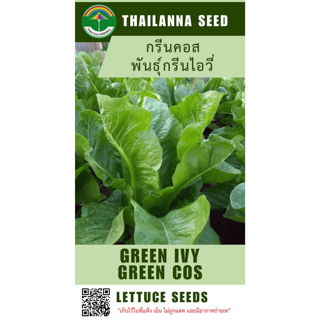 เมล็ดพันธุ์ผักสลัด กรีนคอส พันธุ์กรีนไอวี่ ( ขนาด 0.5 กรัม ) ( เมล็ดเปลือย ) รหัสสินค้า 3016