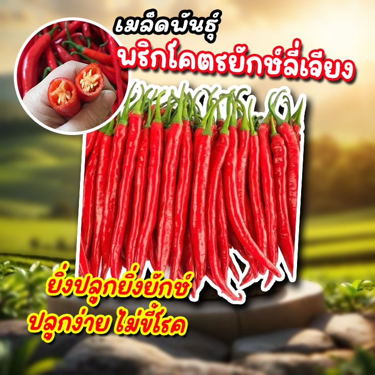 เมล็ดพันธุ์พริกต้นยักษ์ลี่เจียง ซองละ 2 g (ประมาณ 1000 เมล็ด)